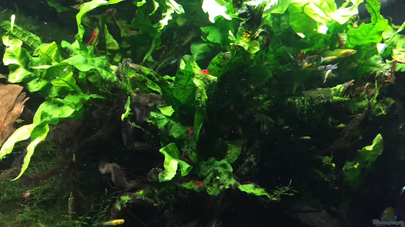 Microsorum pteropus von Danny (6)