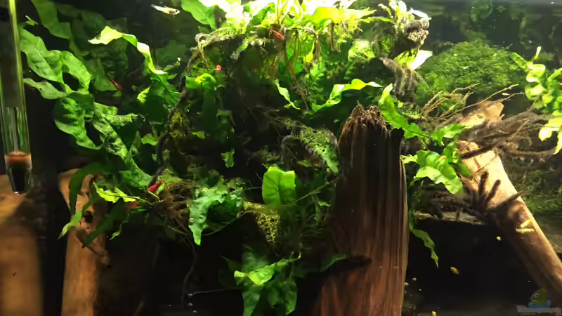 Microsorum pteropus von Danny (7)