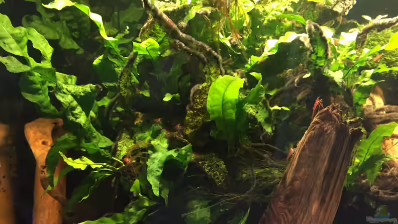 Microsorum pteropus von Danny (8)