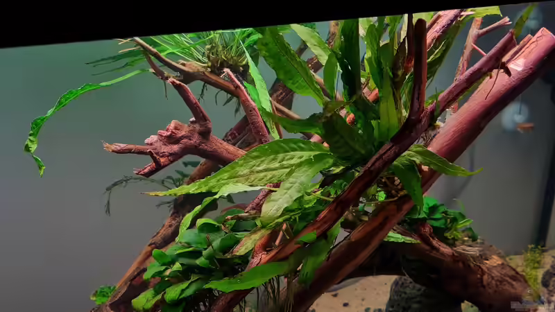 Microsorum pteropus von David Schneider Aquaristik (12)