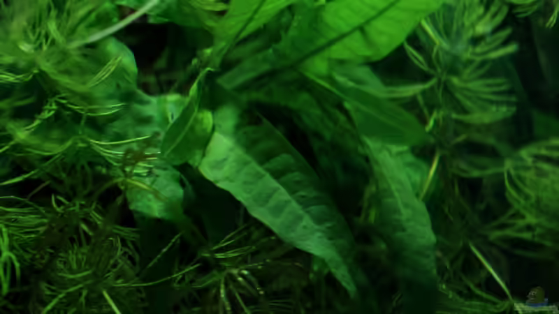 Microsorum pteropus von die Perle... (24)