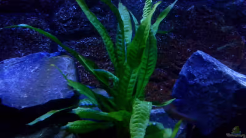 Microsorum pteropus von Ducky (7)