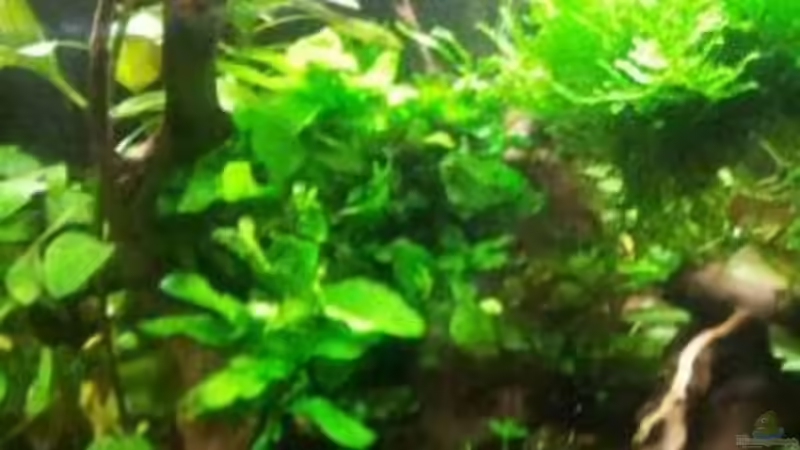 Microsorum pteropus von feuervogel-82 (19)