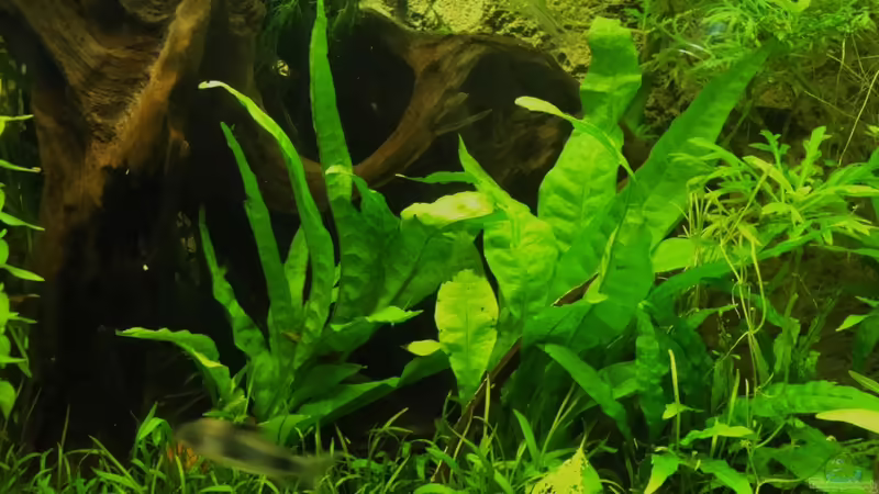 Microsorum pteropus von Fischkopp83 (16)