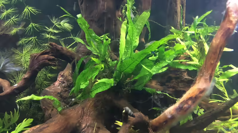 Microsorum pteropus von Harald Kästner (18)