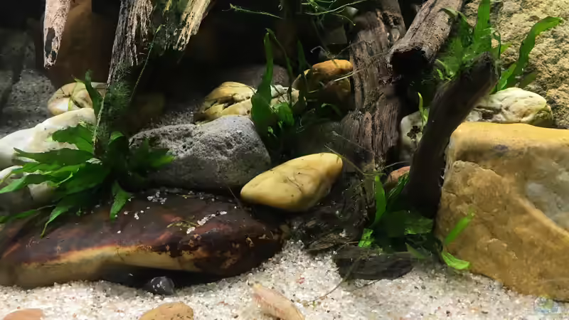 microsorum pteropus von Harald Kästner (7)