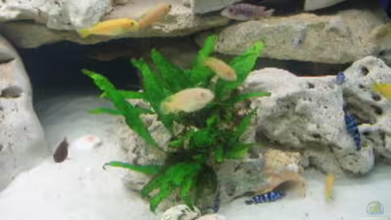 microsorum pteropus von Helmut Loehr (7)