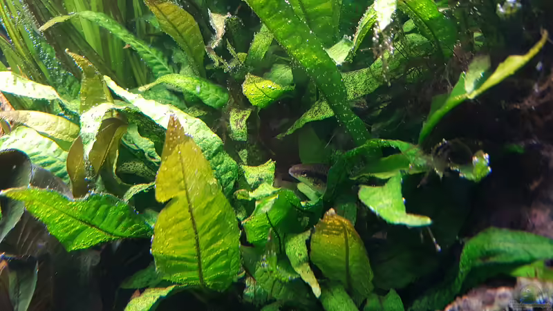 Microsorum pteropus von icewind (5)