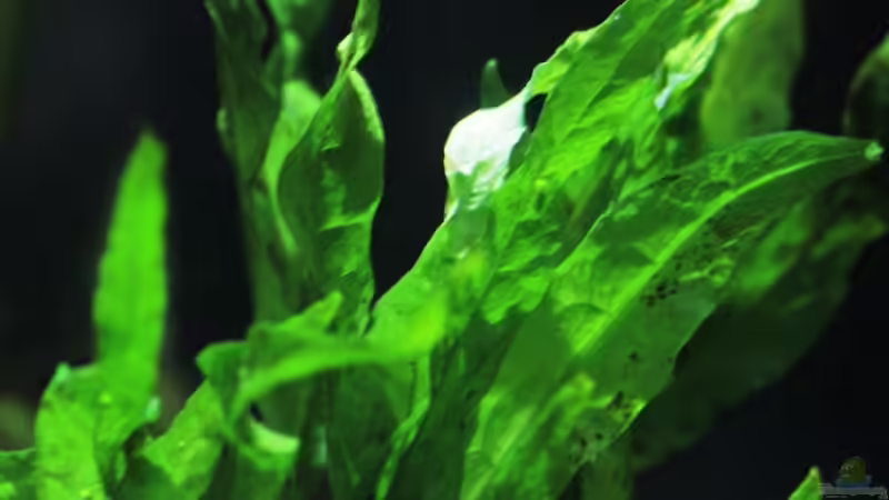 Microsorum pteropus von lomarraco (38)