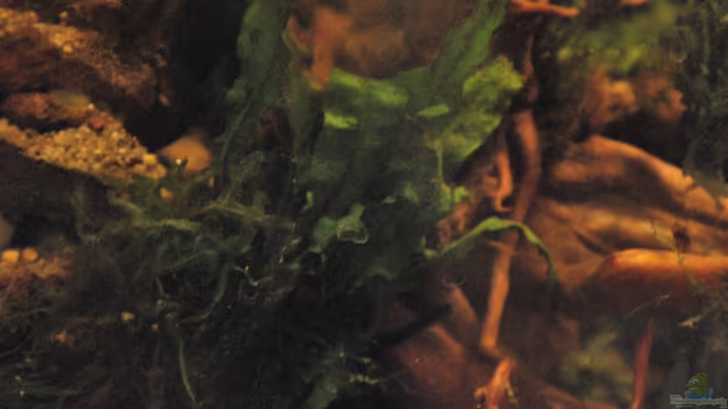 Microsorum pteropus von lomarraco (40)