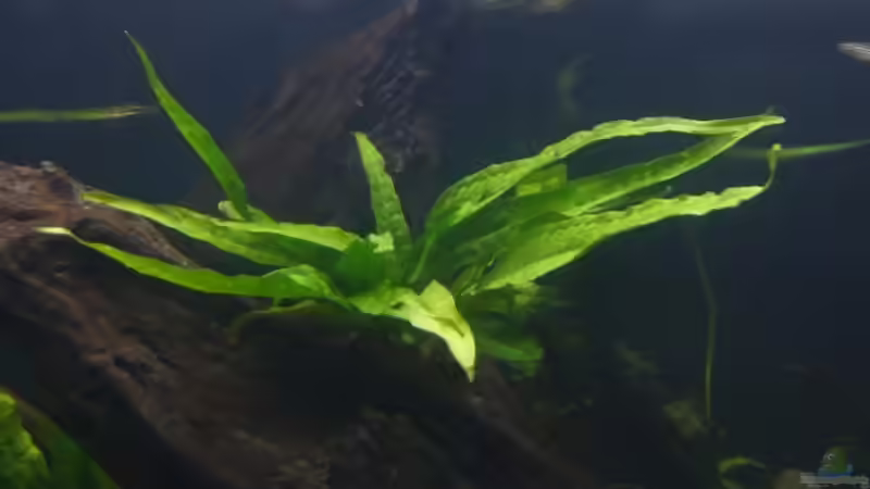 Microsorum pteropus von lumpi (17)