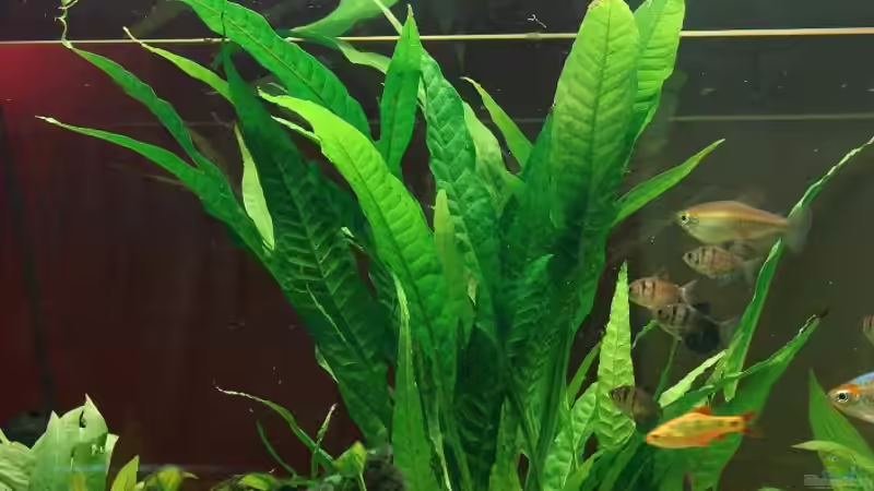 Microsorum pteropus von Marcel & Nadine (4)