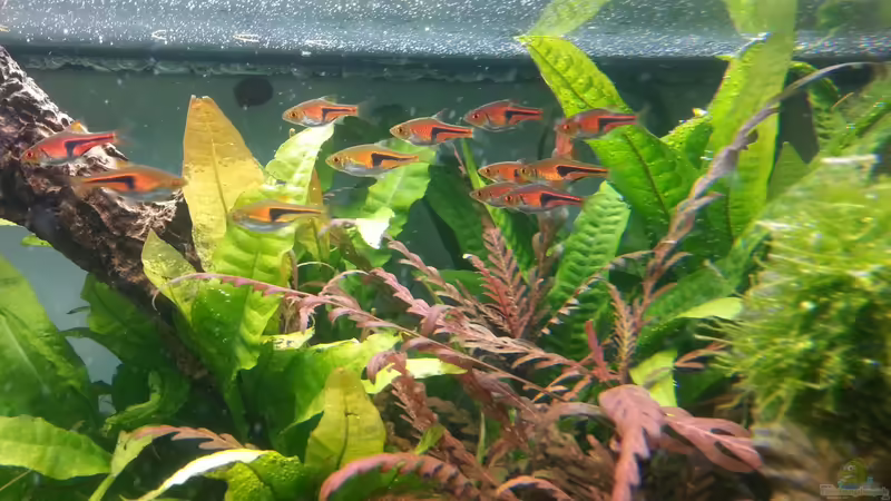 Microsorum pteropus von Marcel Reiter (13)