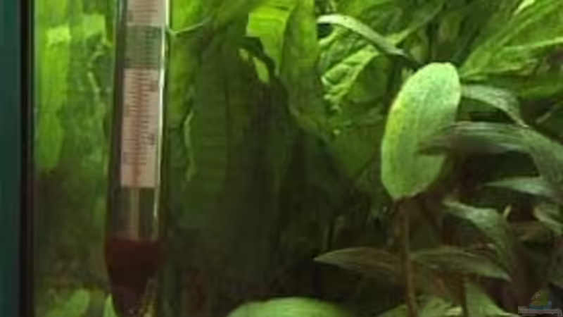 Microsorum pteropus von Marco Schumacher (12)