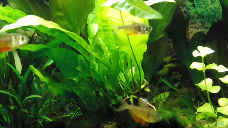 Microsorum pteropus von Oberregenwurm (11)