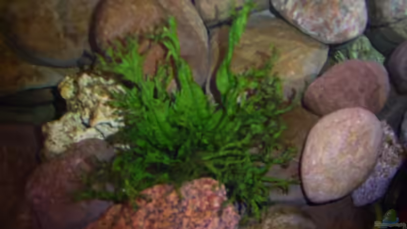 Microsorum pteropus von Rene Kandler (8)