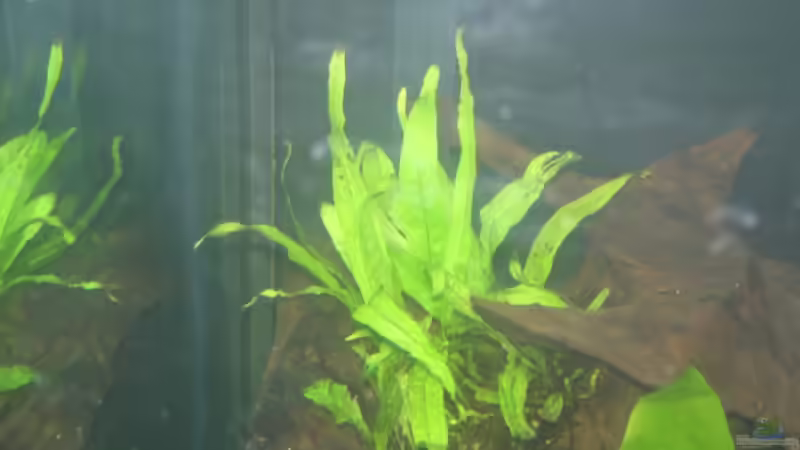 Microsorum pteropus von Ronny Derndorfer (16)