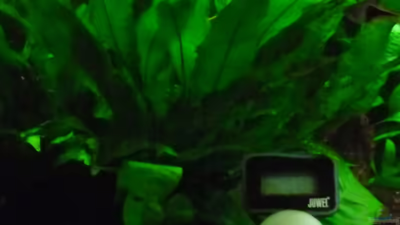 Microsorum pteropus von Ruppinho (13)