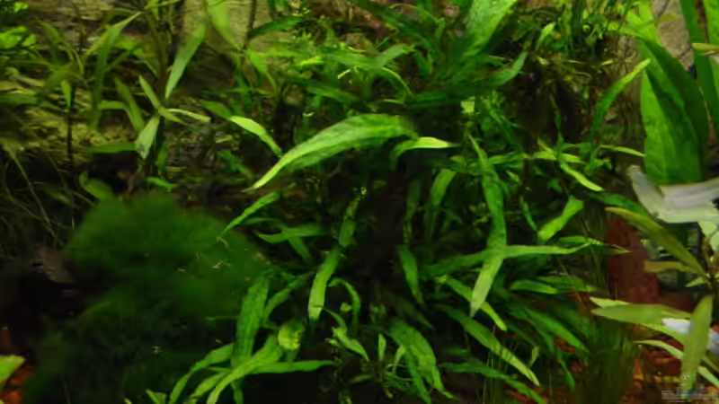 Microsorum pteropus von Sabine Stark (8)