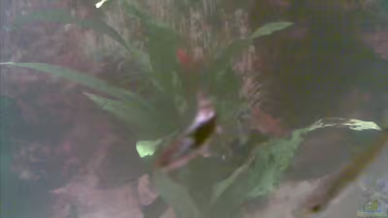 Microsorum pteropus von Sammy1981 (7)