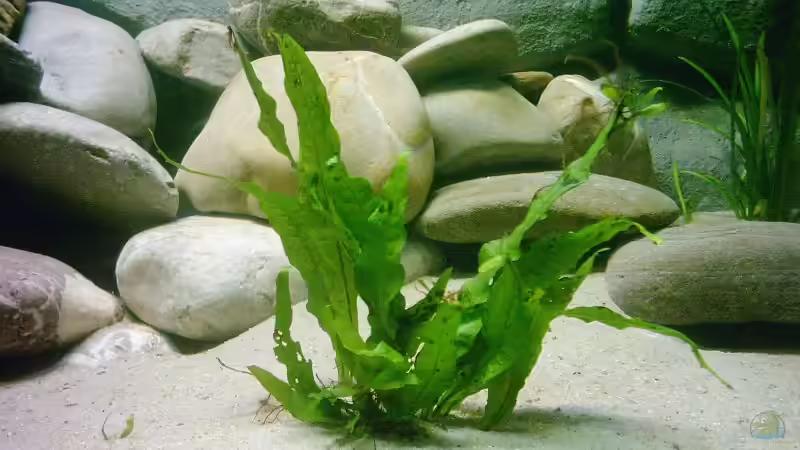 Microsorum pteropus von Steve Röhning (7)