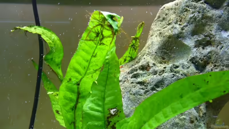 Microsorum pteropus von Tobi_88 (2)