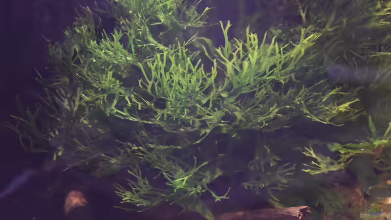 Microsorum pteropus ´Windeløv´  von Junglist (31)