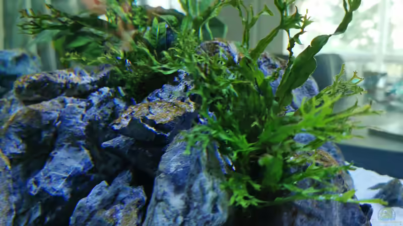 Microsorum pteropus windelov von Ezi13 (9)