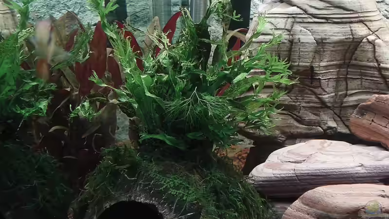 Microsorum pteropus ´Windelov´ von Florian Kallinger (13)