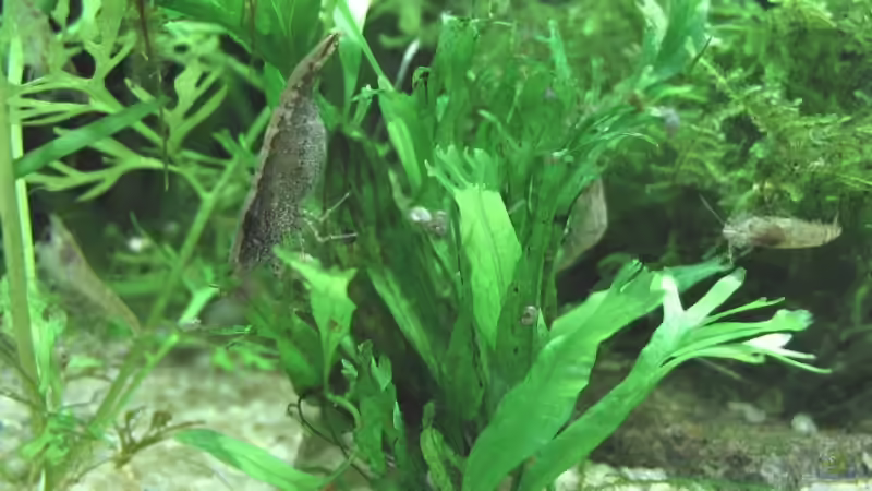 Microsorum pteropus ´Windelov´ von Monika Maier (5)