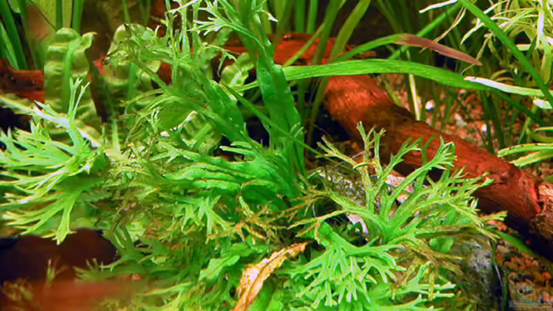 Microsorum pteropus ´windelov´ von Oliver Altorfer (10)