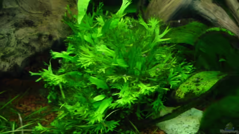 Microsorum pteropus Windelov von Sabine Stark (12)