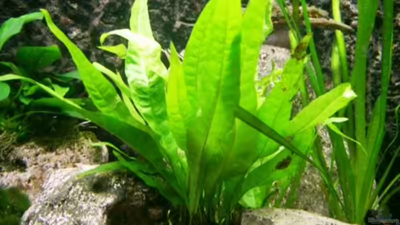 Microsorum pteropus ´Windelov´ (Windelovâ€™s Javafarn) von Ingo (10)