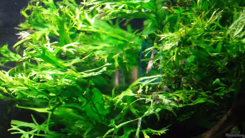 Microsorum pteropus windelow auf Wurzel von Aquarienfreund44 (6)