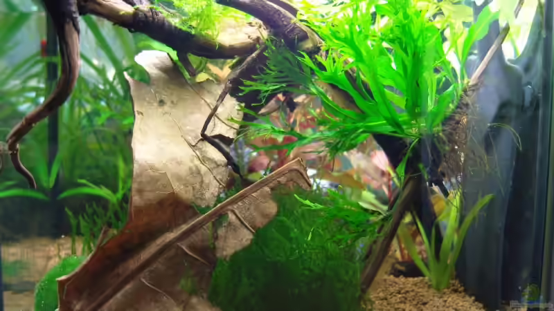 Microsorum pteropus Windelow auf Wurzel von Aquarienfreund44 (9)