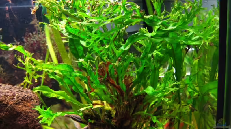 Microsorum pteropus ´Windelow´ von André Martin (8)