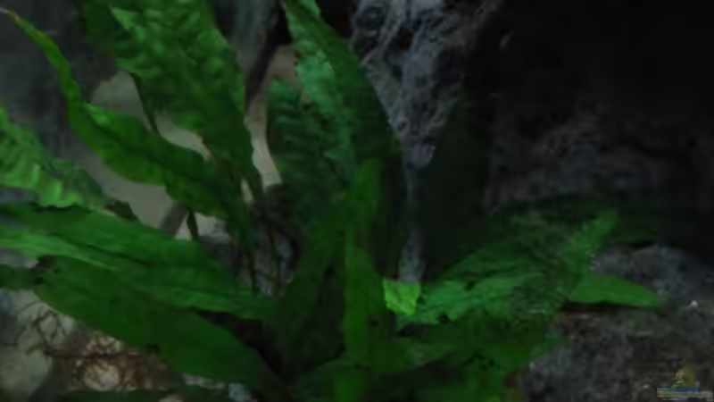 Microsorum pterosum von Michael Häberle & Jane Lindenlaub (6)