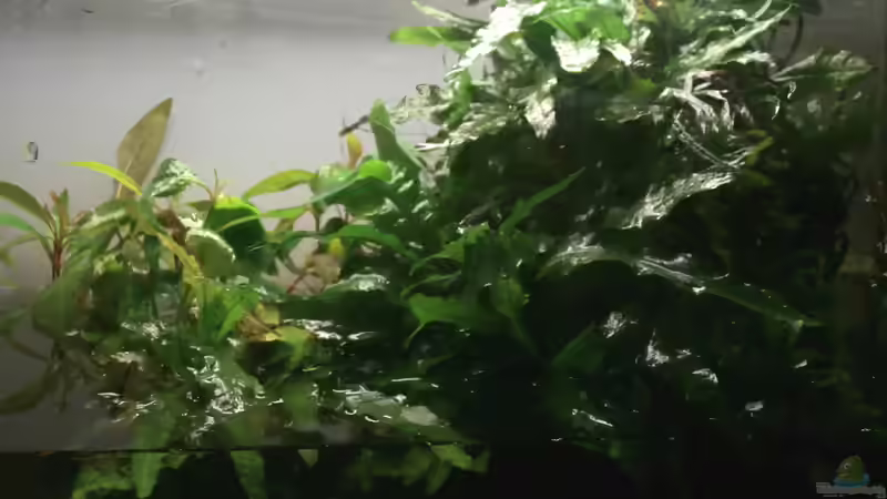 Microsorum pteruptus (diverse Arten) von Ray1975 (2)