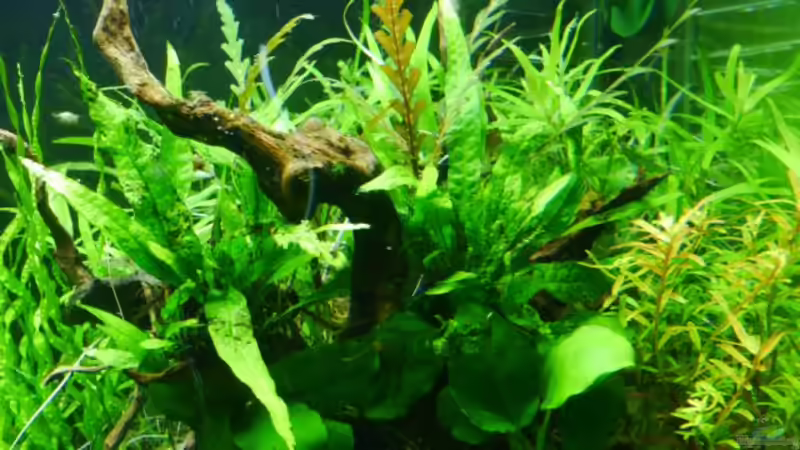 Microsorum ´short narrow leaf´ von Zebraschneggla (24)