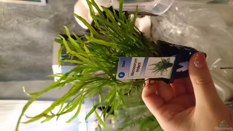 Microsorum trident von Inuki (19)