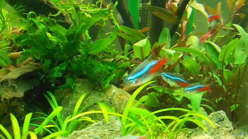 Microsorum von FIsch89 (17)