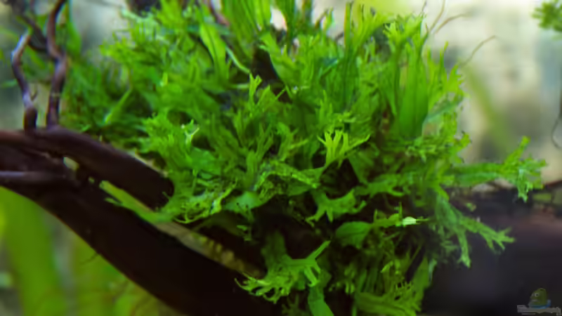 Microsorum von GoreSlayer (30)