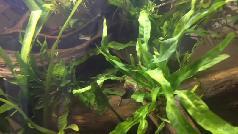 Microsorum von Harald Kästner (20)