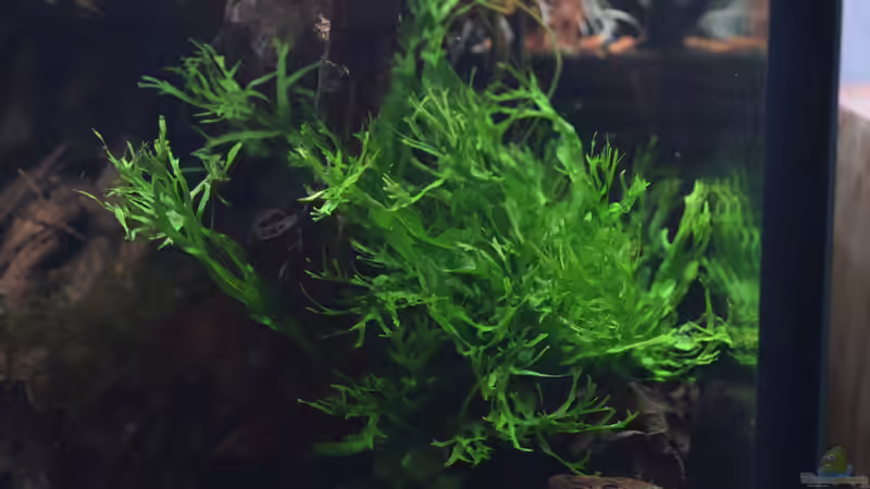 Microsorum Windelov von Junglist (12)