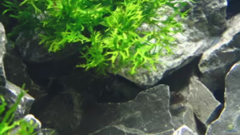 Microsorum windelov von Klaus Kussmann (9)