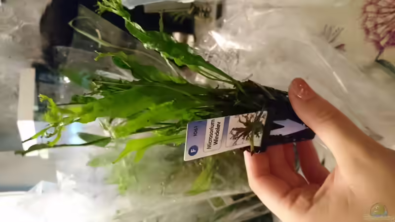 Microsorum Windelow von Inuki (20)