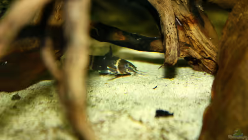 Microsynodontis von Koehler (52)