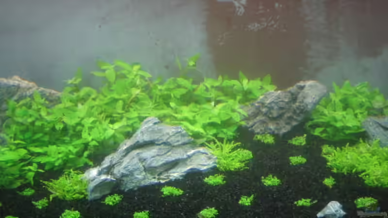 middle 26.07.11 von Namor Rellek (7)