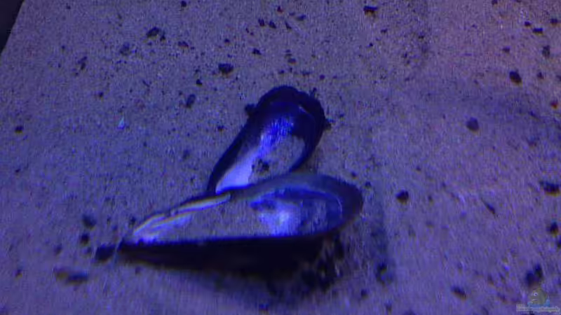 Miesmuschel von mbunafreund (7)