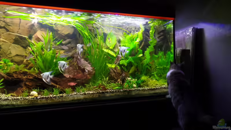 Miez von raubsau (33)